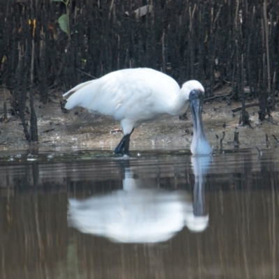 Platalea regia (Royal Spoonbill) at Brunswick Heads, NSW - 19 Mar 2024 by macmad