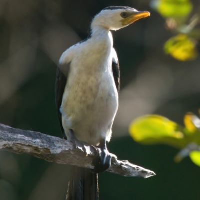 Microcarbo melanoleucos (Little Pied Cormorant) at Brunswick Heads, NSW - 19 Mar 2024 by macmad