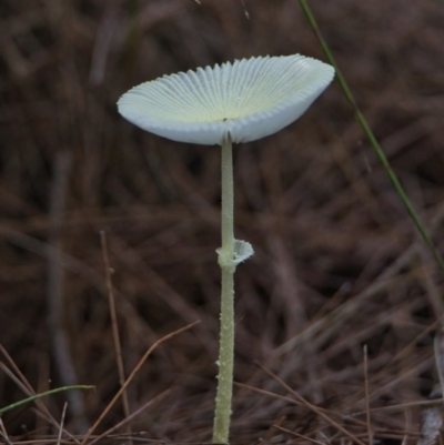 Lepiota s.l. at Brunswick Heads, NSW - 20 Mar 2024 by macmad