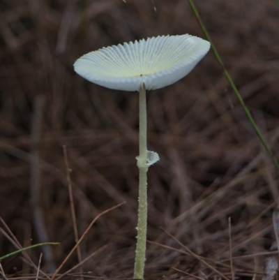 Unidentified Fungus at Brunswick Heads, NSW - 19 Mar 2024 by macmad