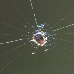 Araneinae (subfamily) (Orb weaver) at Brunswick Heads, NSW - 20 Mar 2024 by macmad