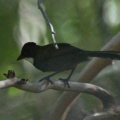 Psophodes olivaceus (Eastern Whipbird) at Wallum - 19 Mar 2024 by macmad