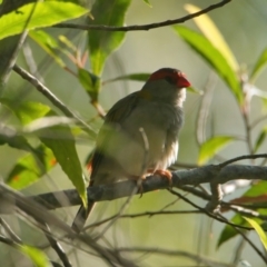 Neochmia temporalis (Red-browed Finch) at Wallum - 20 Mar 2024 by macmad