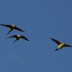 Lathamus discolor (Swift Parrot) at Lake Tuggeranong - 25 Apr 2024 by RodDeb