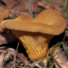 Austropaxillus sp. at Tidbinbilla Nature Reserve - 24 Apr 2024 02:34 PM