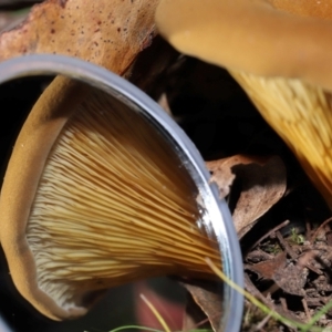 Austropaxillus sp. at Tidbinbilla Nature Reserve - 24 Apr 2024