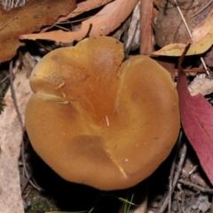 Austropaxillus sp. at Tidbinbilla Nature Reserve - 24 Apr 2024