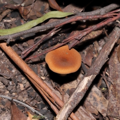 Austropaxillus sp. at Paddys River, ACT - 24 Apr 2024 by TimL