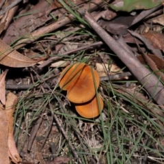 Austropaxillus sp. at Tidbinbilla Nature Reserve - 24 Apr 2024 02:36 PM