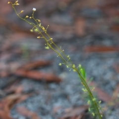 Drosera (genus) (A Sundew) at Wallum - 21 Mar 2024 by macmad