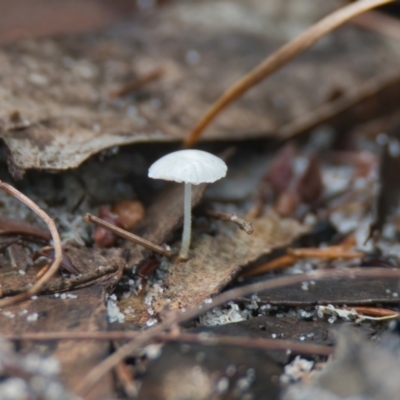 Unverified Fungus at Wallum - 21 Mar 2024 by macmad