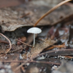 Unidentified Fungus at Brunswick Heads, NSW - 21 Mar 2024 by macmad