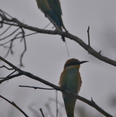 Merops ornatus (Rainbow Bee-eater) at Wallum - 21 Mar 2024 by macmad