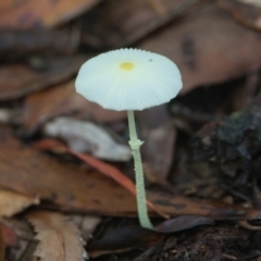 Lepiota s.l. at Brunswick Heads, NSW - 22 Mar 2024 by macmad