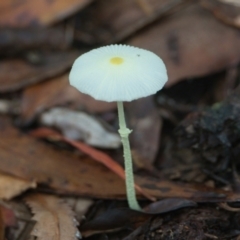 Unidentified Fungus at Brunswick Heads, NSW - 21 Mar 2024 by macmad