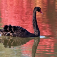 Cygnus atratus (Black Swan) at Belvoir Park - 25 Apr 2024 by KylieWaldon