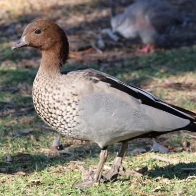 Chenonetta jubata (Australian Wood Duck) at Belvoir Park - 25 Apr 2024 by KylieWaldon