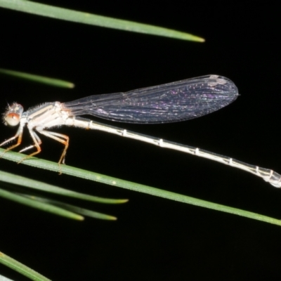 Austroagrion watsoni at Freshwater Creek, VIC - 14 Dec 2023 by WendyEM