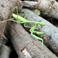 Unidentified Praying mantis (Mantodea) at Aranda, ACT - 22 Apr 2024 by KMcCue
