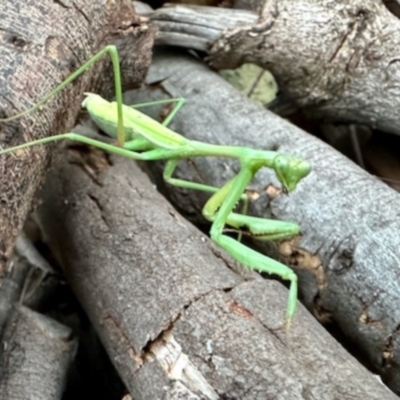 Unidentified Praying mantis (Mantodea) at Aranda, ACT - 22 Apr 2024 by KMcCue