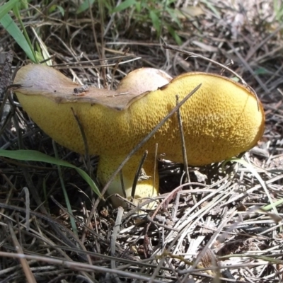 Unidentified Bolete - Fleshy texture, stem central (more-or-less) at Freshwater Creek, VIC - 17 Dec 2023 by WendyEM