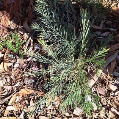 Acacia boormanii (Snowy River Wattle) at Hackett, ACT - 26 Apr 2024 by abread111