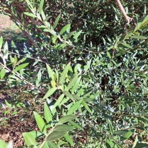 Olea europaea subsp. cuspidata at Watson, ACT - 26 Apr 2024