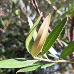 Olea europaea subsp. cuspidata at Watson, ACT - 26 Apr 2024 03:09 PM