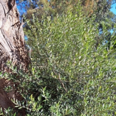 Olea europaea subsp. cuspidata at Watson, ACT - 26 Apr 2024 03:09 PM