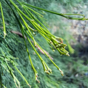 Exocarpos cupressiformis at Hackett, ACT - 26 Apr 2024