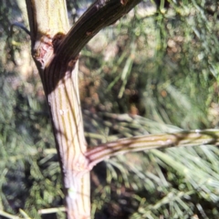 Exocarpos cupressiformis at Hackett, ACT - 26 Apr 2024