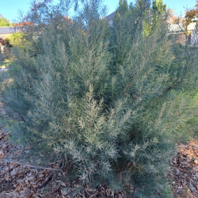 Acacia boormanii (Snowy River Wattle) at Hackett, ACT - 26 Apr 2024 by abread111