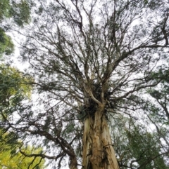 Eucalyptus cypellocarpa (Monkey Gum, Mountain Grey Gum) at Olinda, VIC - 26 Apr 2024 by Steve818