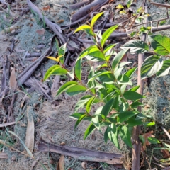 Ligustrum lucidum (Large-leaved Privet) at Watson, ACT - 26 Apr 2024 by abread111