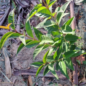 Ligustrum lucidum at Watson, ACT - 26 Apr 2024 03:18 PM