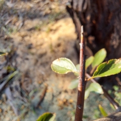 Pyracantha sp. at Watson, ACT - 26 Apr 2024