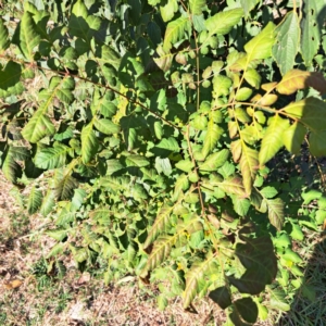 Koelreuteria paniculata at Hackett, ACT - 26 Apr 2024