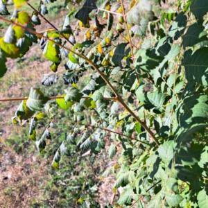 Koelreuteria paniculata at Hackett, ACT - 26 Apr 2024