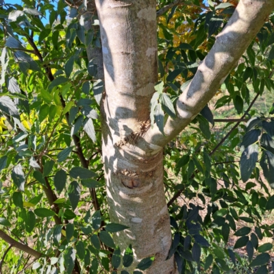 Celtis australis (Nettle Tree) at Hackett, ACT - 26 Apr 2024 by abread111