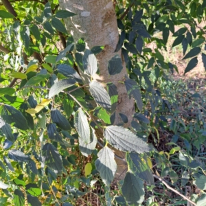 Celtis australis at Hackett, ACT - 26 Apr 2024