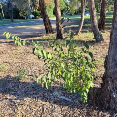 Celtis australis (Nettle Tree) at Hackett, ACT - 26 Apr 2024 by abread111