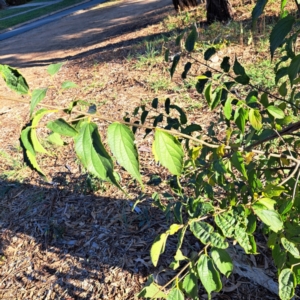 Celtis australis at Hackett, ACT - 26 Apr 2024