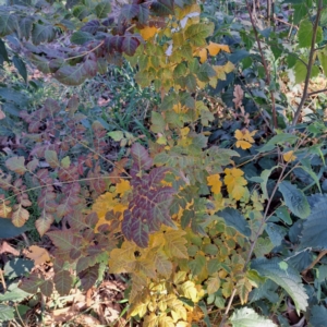 Koelreuteria paniculata at Hackett, ACT - 26 Apr 2024