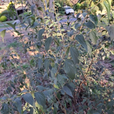 Celtis australis (Nettle Tree) at Hackett, ACT - 26 Apr 2024 by abread111