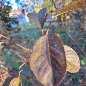 Prunus cerasifera at Hackett, ACT - 26 Apr 2024