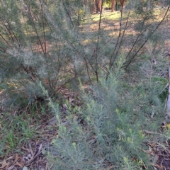 Acacia boormanii (Snowy River Wattle) at Hackett, ACT - 26 Apr 2024 by abread111