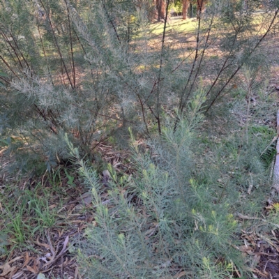 Acacia boormanii (Snowy River Wattle) at Hackett, ACT - 26 Apr 2024 by abread111