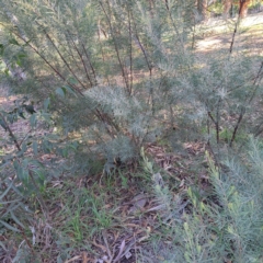 Acacia boormanii at Hackett, ACT - 26 Apr 2024 03:28 PM