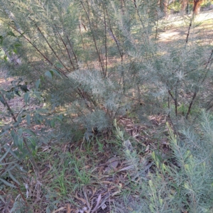 Acacia boormanii at Hackett, ACT - 26 Apr 2024