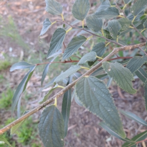 Celtis australis at Hackett, ACT - 26 Apr 2024